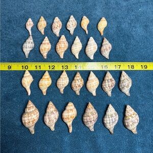 Lot of 25 Banded Tulips from Sanibel Island.   Great for crafting & collecting!